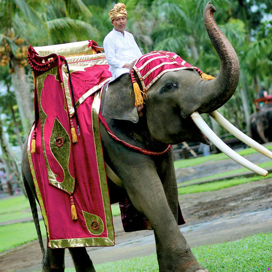 BALI - Ladies 5 Day Vespa Tour