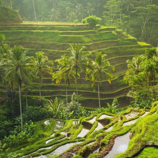 BALI - CnP Private Group Dirtbike Tour