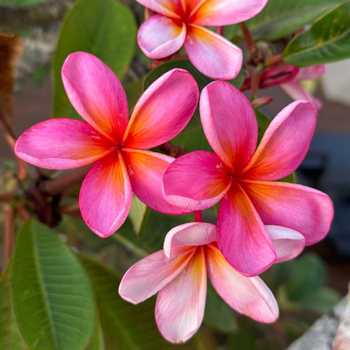 BALI - CnP Ladies Ride n Retreat Dirtbike Tour