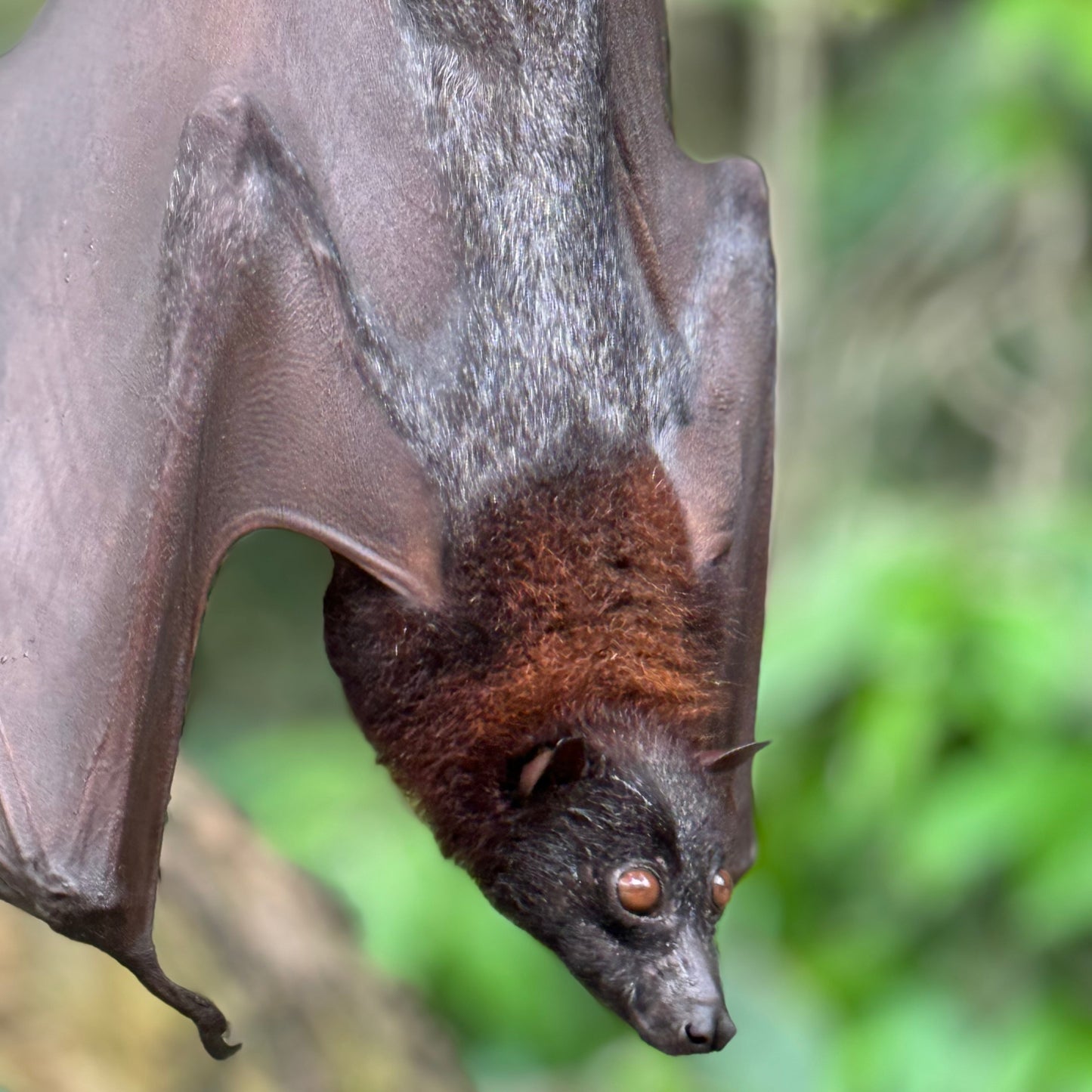 BALI - CnP Ladies Ride n Retreat Dirtbike Tour
