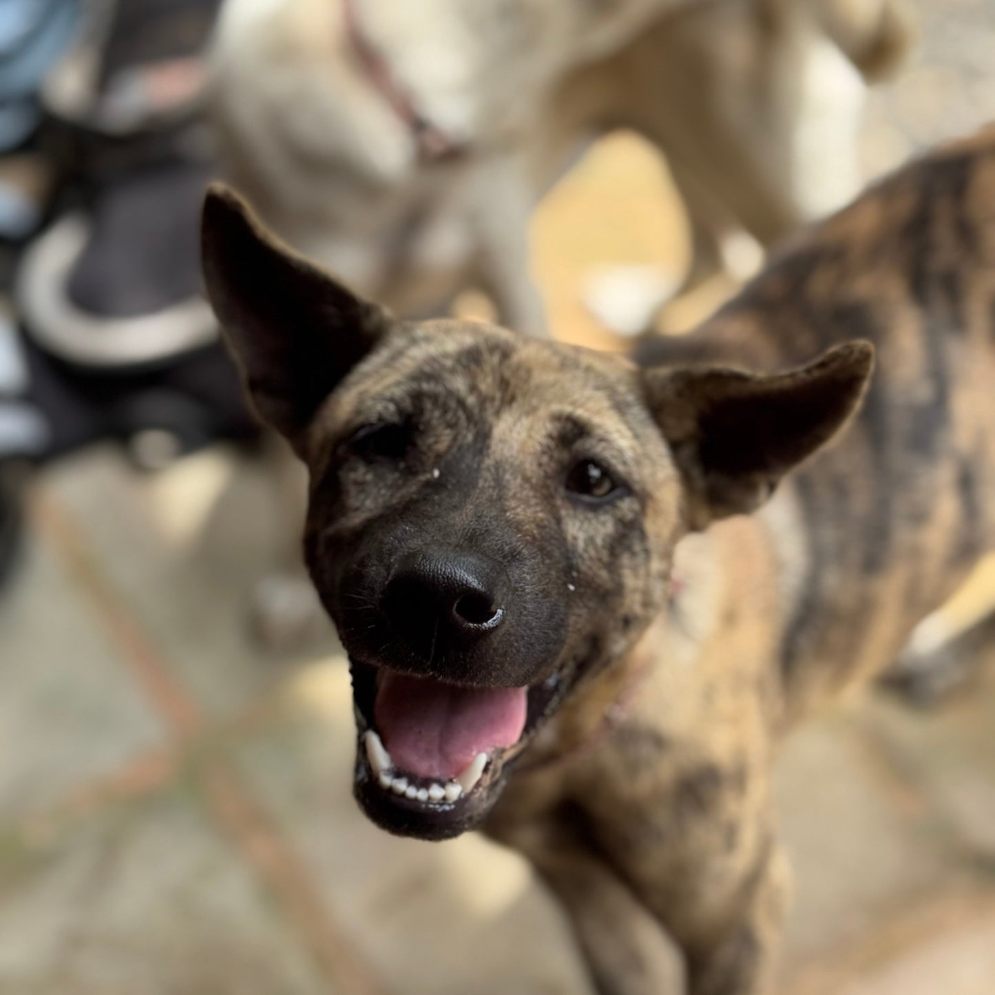 BALI - CnP Ladies Ride n Retreat Dirtbike Tour