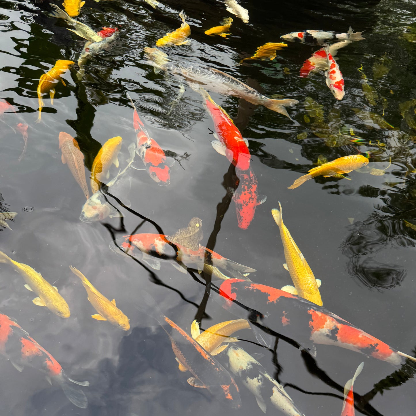 BALI - CnP Ladies Ride n Retreat Dirtbike Tour