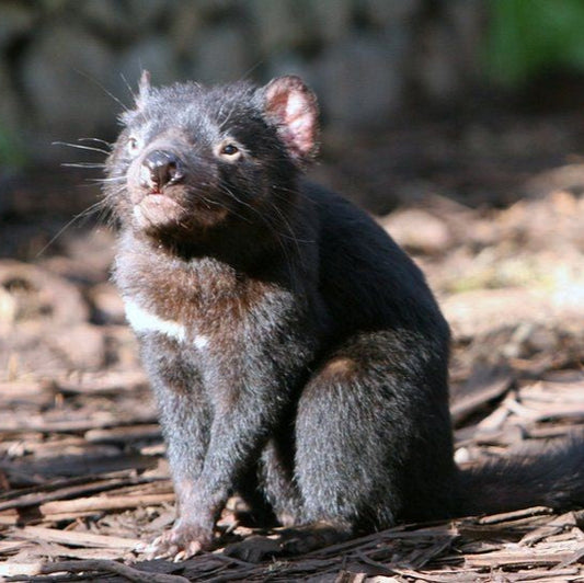 TASMANIA - Ladies 6 Day Motorcycle Tour