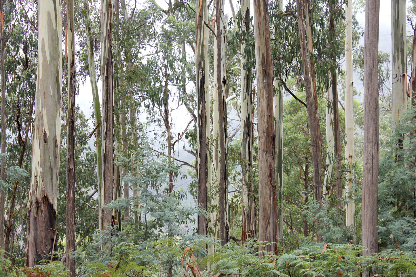 Ladies Victorian High Country Motorcycle Tour - REGISTER INTEREST